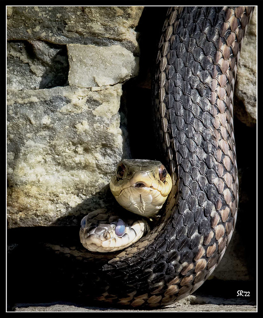 Garter Snakes