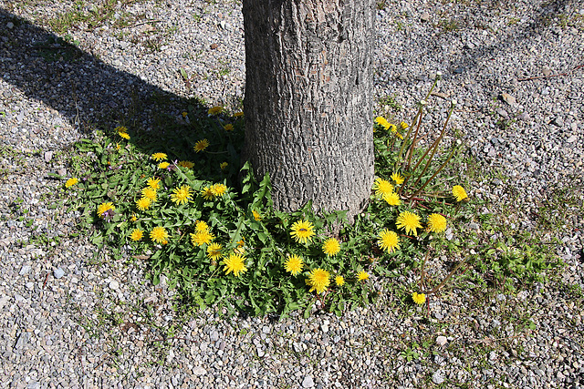 Löwenzahnumrandung