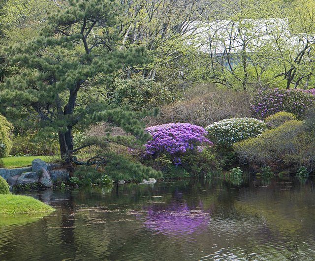 Asticou azalea reflection