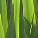 shadow leaves - 3