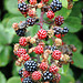 EOS 90D Peter Harriman 12 05 43 20171 blackberries dpp