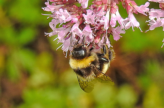 20240718 0545CPw [D~LIP] Dost (Origanum vulgare), Helle Erdhummel (Bombus lucorum), BS