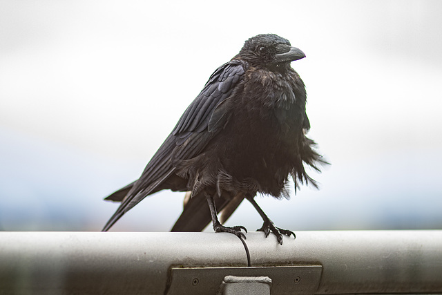 Corbeau sur le balcon de mon bureau