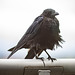 Corbeau sur le balcon de mon bureau