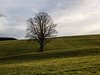 Baum - Testbild neues 60er