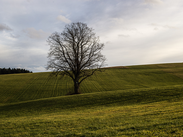 Baum - Testbild neues 60er