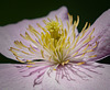 Klematis