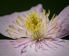 Klematis