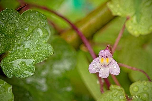 Macro flower