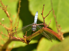 Keeled Skimmer m (Orthetrum coerulescens) DSB 1816