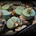 Lithops fulviceps