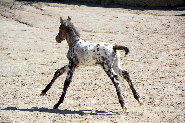 A romp in the paddock