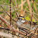 White-throated Sparrow