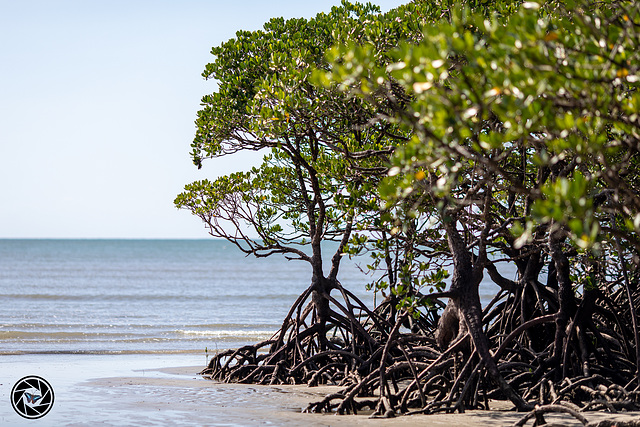 Mangrove