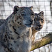 Snow leopards from the Welsh mountain zoo