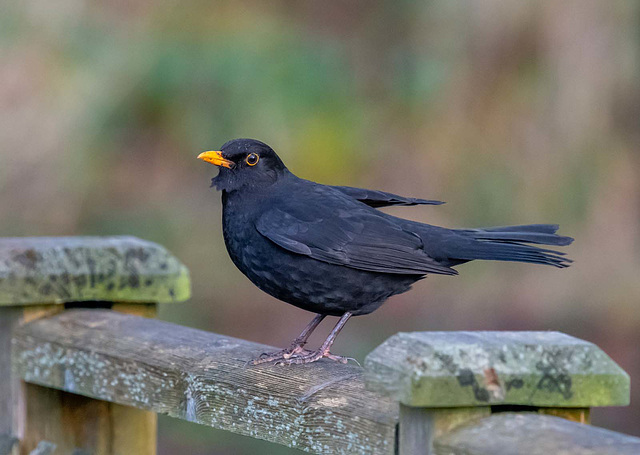 male blackbird