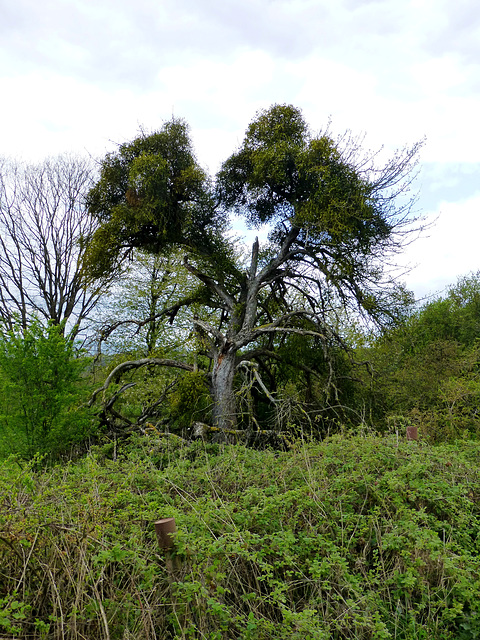 Auf dem Wanderweg Nr. 10