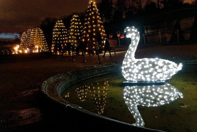 Le lac des cygnes