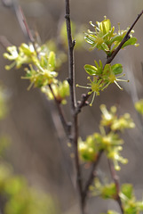 Forestiera pubescens, Oleaceae, Penedos