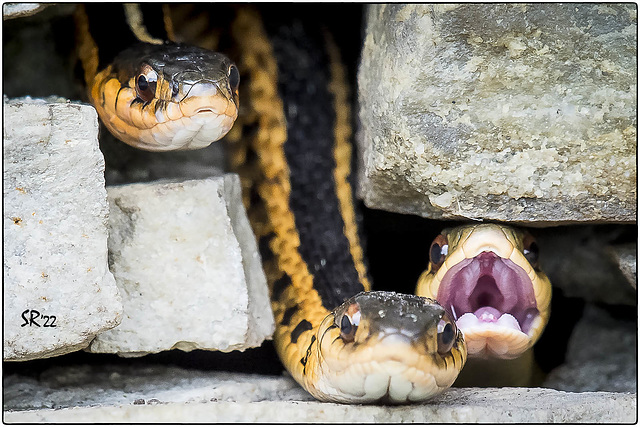 Garter Snakes- Open mouth