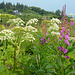 Alaska, Homer, Humble Northern Flowers