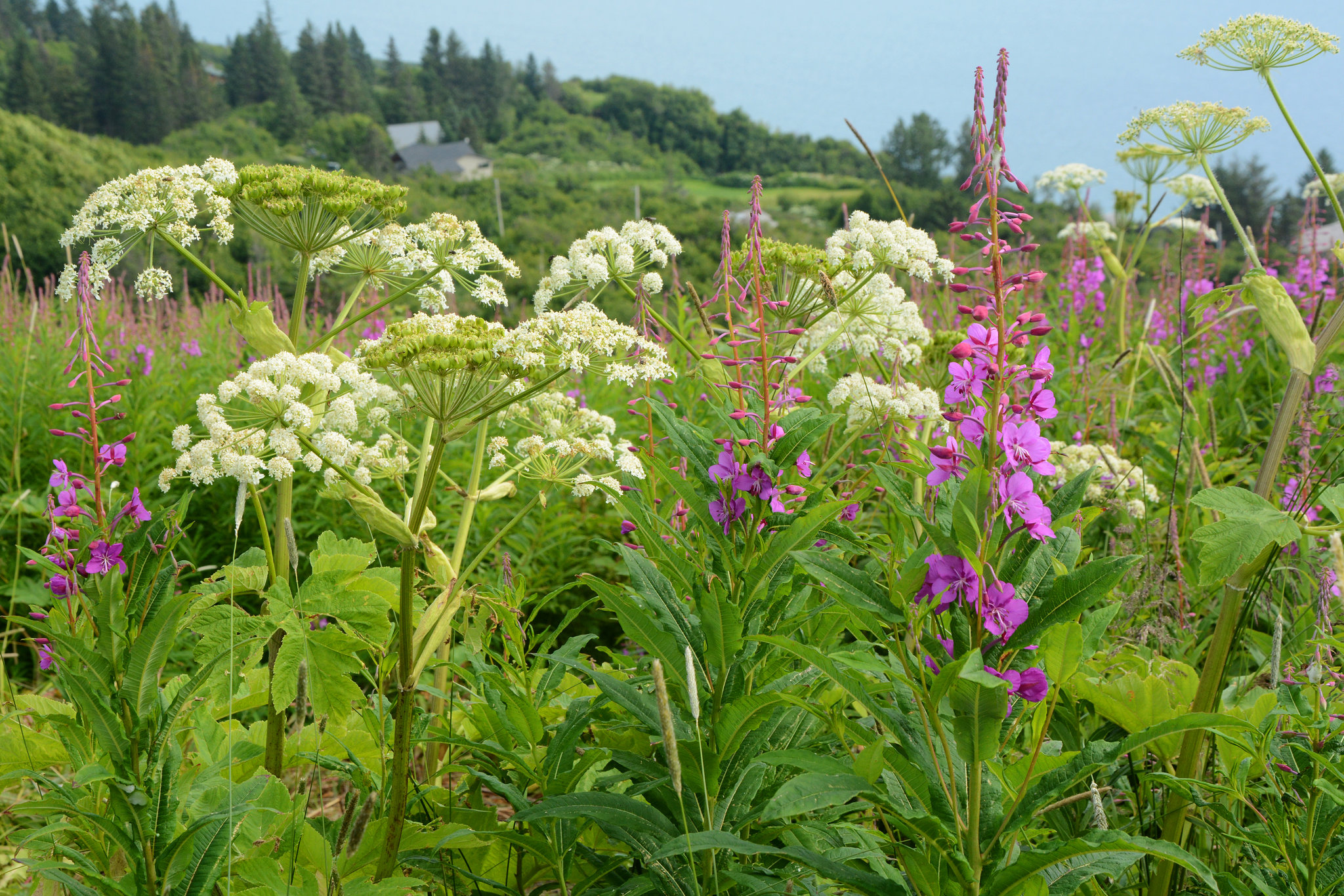 Alaska, Homer, Humble Northern Flowers