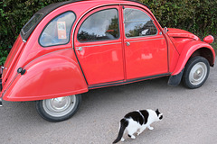 Citroën 2CV trifft Katze