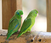 EF7A1349 Parrots