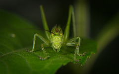 Das Grüne Heupferd (Tettigonia viridissima) kam angeritten :))  The green grasshopper (Tettigonia viridissima) came riding :))  La sauterelle verte (Tettigonia viridissima) est venue chevaucher :))