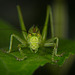 Das Grüne Heupferd (Tettigonia viridissima) kam angeritten :))  The green grasshopper (Tettigonia viridissima) came riding :))  La sauterelle verte (Tettigonia viridissima) est venue chevaucher :))
