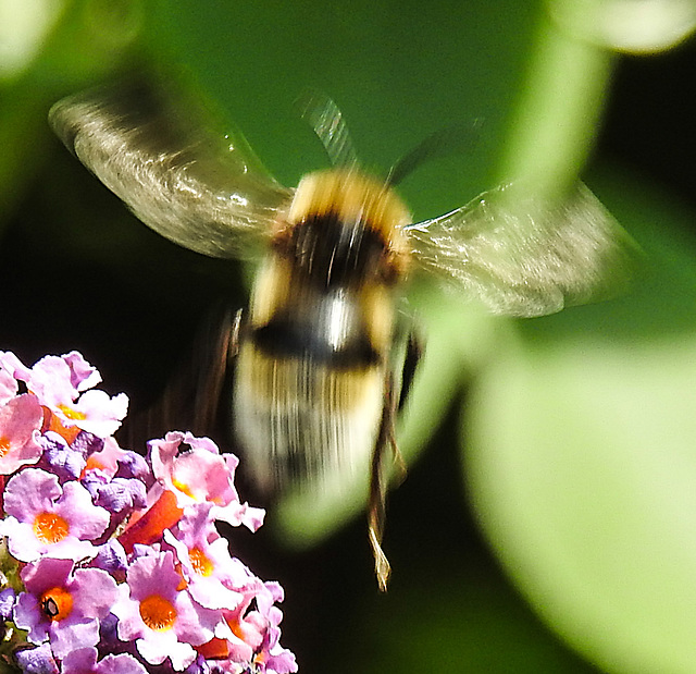 20240718 0552CPw [D~LIP] Schmetterlingsstrauch, Helle Erdhummel (Bomvus lucorum), BS