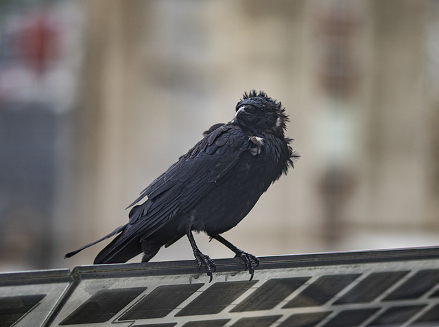 Corbeau sur le balcon de mon bureau