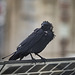 Corbeau sur le balcon de mon bureau