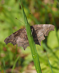 P5260096
