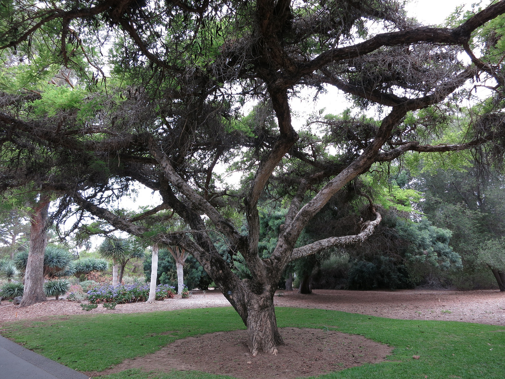 L.A. County Arboretum (0860)