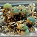 Conophytum