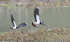 EF7A6460lapwings