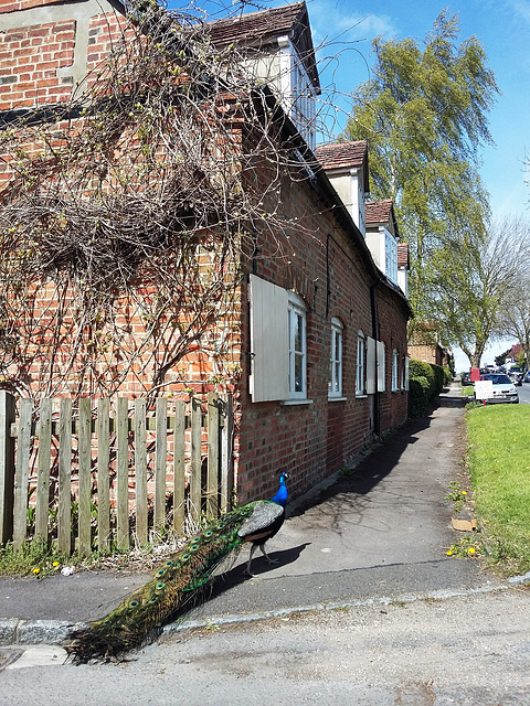 nuneham courtenay peacock