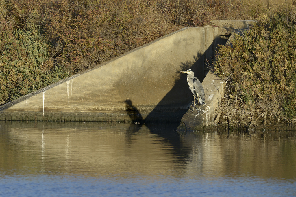 Ardea cinerea, Garça Real, Castro Marim