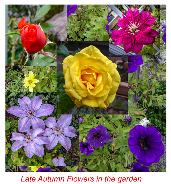 Garden Flowers Collage October 2018 - for H.A.N.W.E