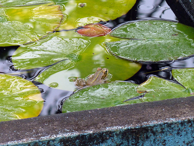 Froschkönig?