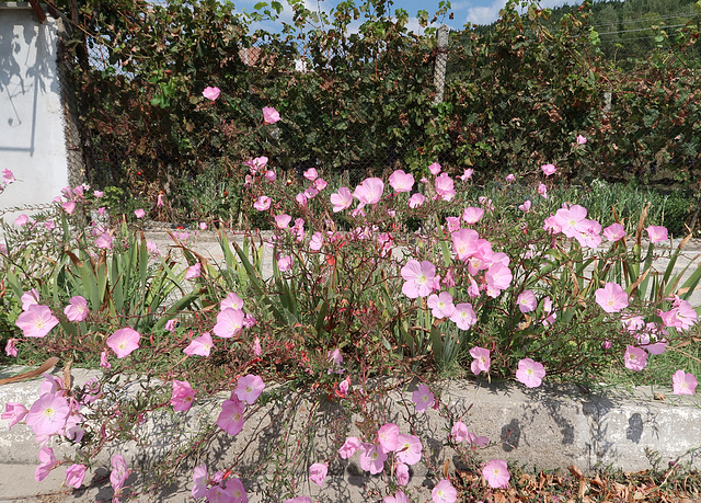 Pink Evening Primrose