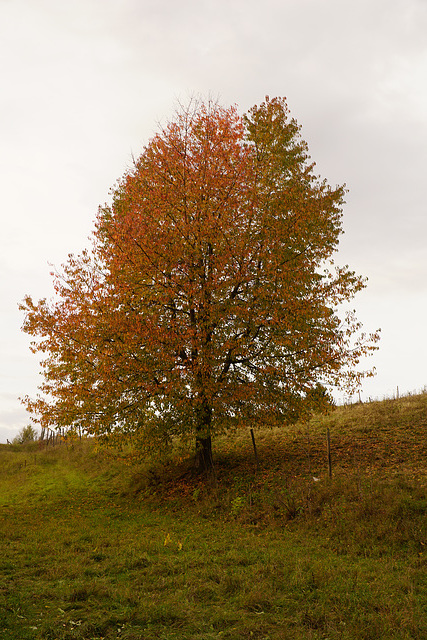 Herbstlicher Baum