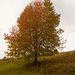 Herbstlicher Baum