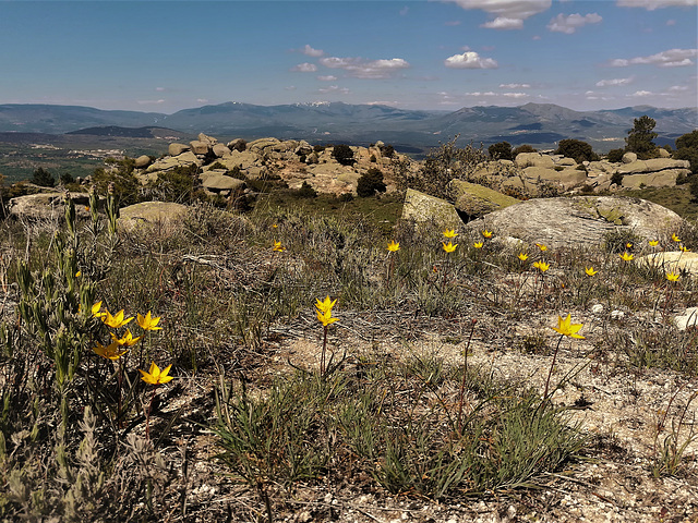 Wild tulips