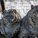 Snow leopards from the Welsh mountain zoo2