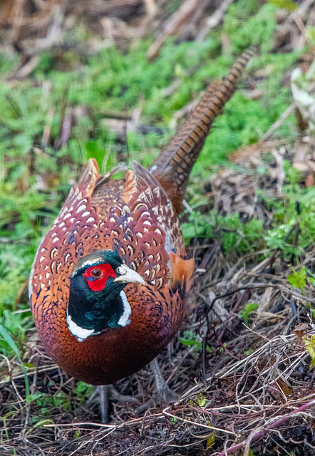 Pheasant