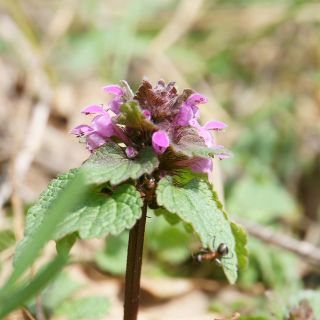 Purpurrote Taubnessel (Lamium purpureum)