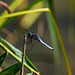 Südlicher Blaupfeil (engl: Southern Skimmer) - Orthetrum brunneum