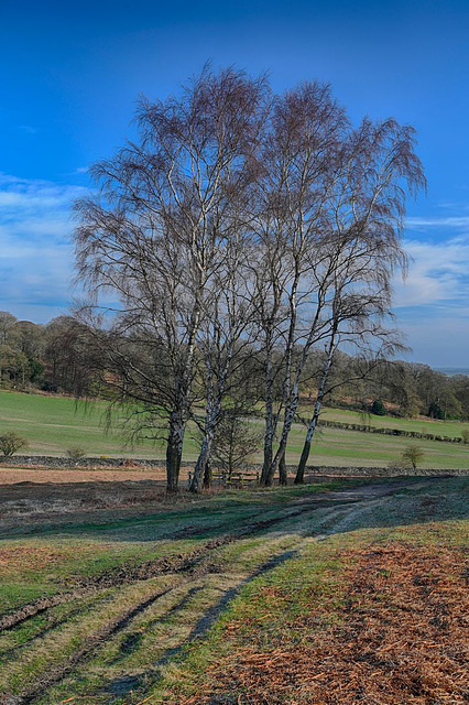 Bradgate Park near Leicester UK